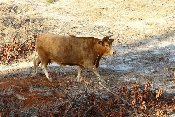 Bulls and cows graze in a forest clearing in northern Israel. The bull is a symbol of the coming New Year 2021