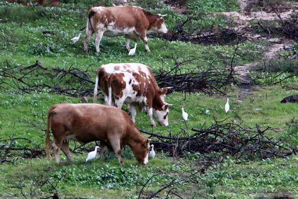 Byki Krowy Pasą Się Leśnej Polanie Północnym Izraelu Byk Jest — Zdjęcie stockowe