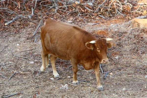 Bulls Cows Graze Forest Clearing Northern Israel Bull Symbol Coming — Stock Photo, Image