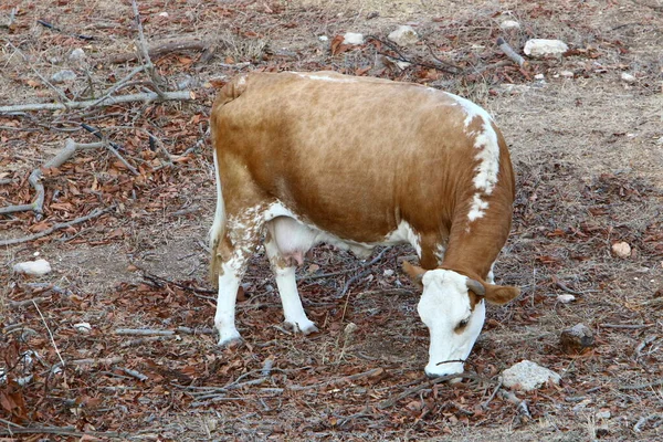 Touros Vacas Pastam Uma Clareira Florestal Norte Israel Touro Símbolo — Fotografia de Stock