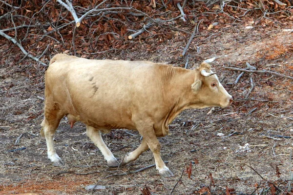 Byki Krowy Pasą Się Leśnej Polanie Północnym Izraelu Byk Jest — Zdjęcie stockowe