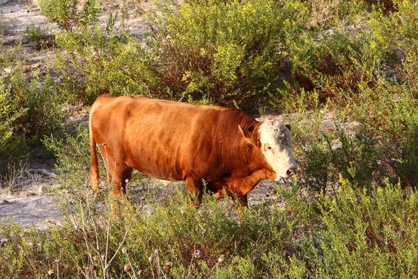 Toros Vacas Pastan Claro Bosque Norte Israel Toro Símbolo Del —  Fotos de Stock