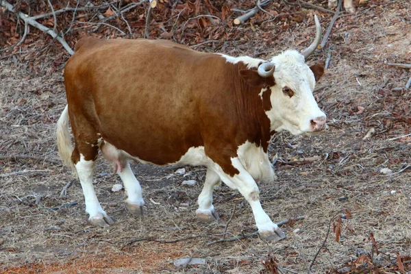 Toros Vacas Pastan Claro Bosque Norte Israel Toro Símbolo Del —  Fotos de Stock