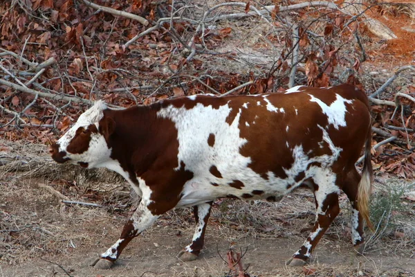 Toros Vacas Pastan Claro Bosque Norte Israel Toro Símbolo Del —  Fotos de Stock