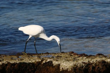 Akdeniz kıyısındaki Akbalıkçıl küçük balıkları yakalıyor. 