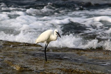 Akdeniz kıyısındaki Akbalıkçıl küçük balıkları yakalıyor. 