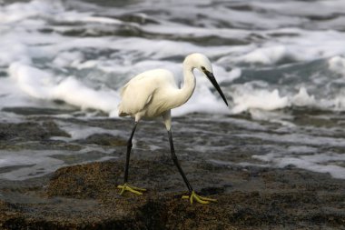 Akdeniz kıyısındaki Akbalıkçıl küçük balıkları yakalıyor. 