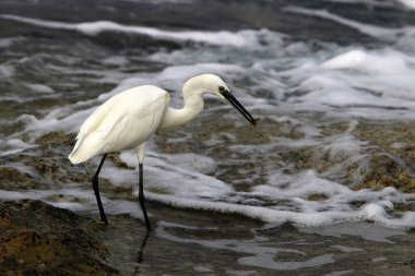 Akdeniz kıyısındaki Akbalıkçıl küçük balıkları yakalıyor. 