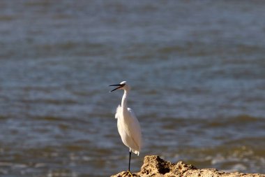 Akdeniz kıyısındaki Akbalıkçıl küçük balıkları yakalıyor. 