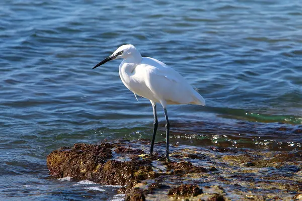 Egret Costa Mediterrâneo Está Pegando Pequenos Peixes — Fotografia de Stock