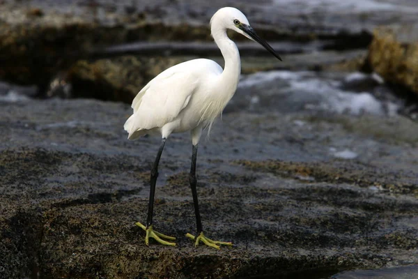 Egret Pobřeží Středozemního Moře Chytá Malé Ryby — Stock fotografie