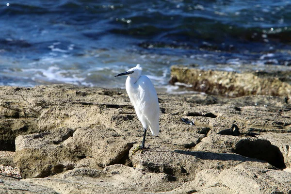 Aigrette Sur Côte Méditerranéenne Capture Petits Poissons — Photo