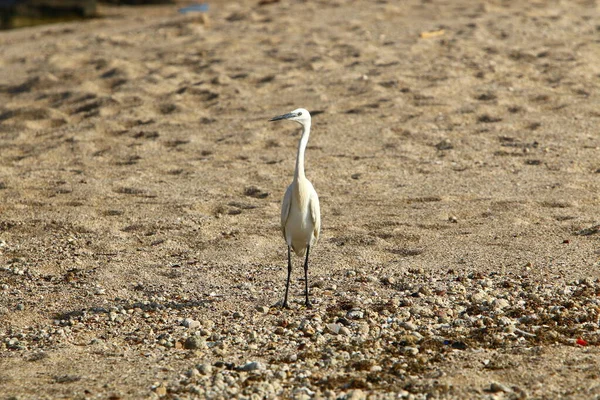 Egret Sulla Costa Mediterranea Cattura Piccoli Pesci — Foto Stock