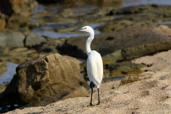 Egret Costa Mediterrâneo Está Pegando Pequenos Peixes — Fotografia de Stock