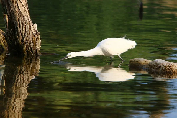 Reiher Der Mittelmeerküste Fängt Kleine Fische — Stockfoto