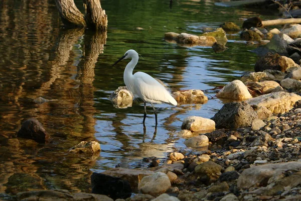 地中海沿岸的白鹭正在捕捉小鱼 — 图库照片