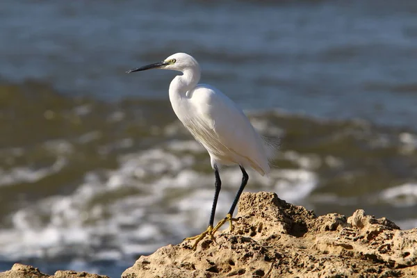 Egret Pobřeží Středozemního Moře Chytá Malé Ryby — Stock fotografie