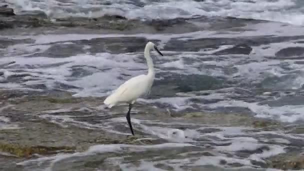 Egret Costa Mediterrâneo Está Pegando Pequenos Peixes — Vídeo de Stock
