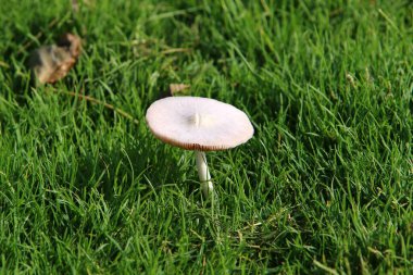 Kuzey İsrail 'deki yağmur mevsiminde ağaçların ve yaprakların arasındaki ormandaki zehirli mantarlar. 