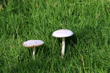 Kuzey İsrail 'deki yağmur mevsiminde ağaçların ve yaprakların arasındaki ormandaki zehirli mantarlar. 