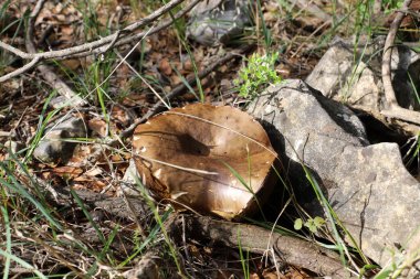 Kuzey İsrail 'deki yağmur mevsiminde ağaçların ve yaprakların arasındaki ormandaki zehirli mantarlar. 