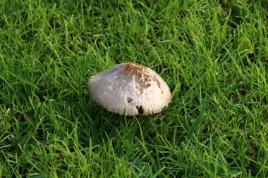 Kuzey İsrail 'deki yağmur mevsiminde ağaçların ve yaprakların arasındaki ormandaki zehirli mantarlar. 