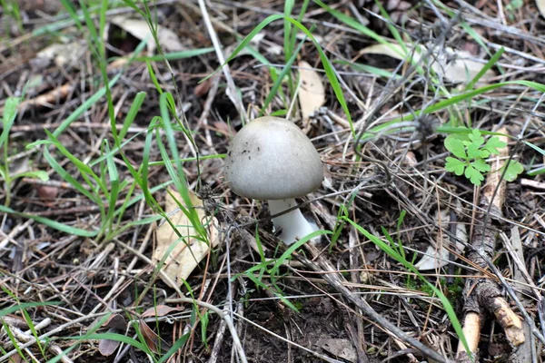 Cogumelos Venenosos Inócuos Uma Clareira Florestal Entre Ramos Folhas Inverno — Fotografia de Stock