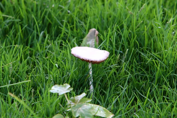 Oneetbare Giftige Paddenstoelen Een Bos Tussen Takken Bladeren Winter Tijdens — Stockfoto