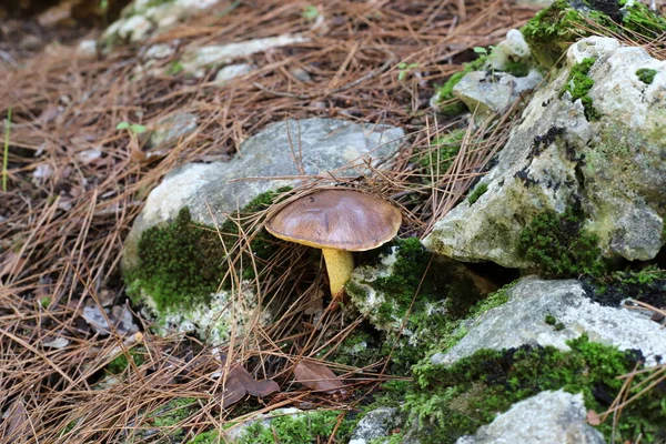 Champignons Toxiques Non Comestibles Dans Une Forêt Défrichée Entre Les — Photo