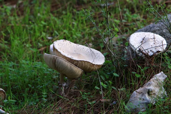 以色列北部雨季期间 在树枝和树叶之间的森林里 在冬季清除着不适宜的有毒蘑菇 — 图库照片