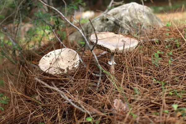 以色列北部雨季期间 在树枝和树叶之间的森林里 在冬季清除着不适宜的有毒蘑菇 — 图库照片