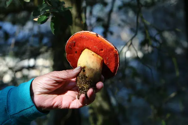 Cogumelos Venenosos Inócuos Uma Clareira Florestal Entre Ramos Folhas Inverno — Fotografia de Stock