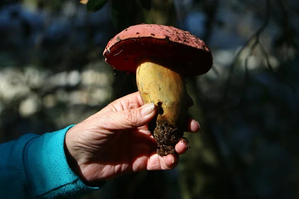 Cogumelos Venenosos Inócuos Uma Clareira Florestal Entre Ramos Folhas Inverno — Fotografia de Stock
