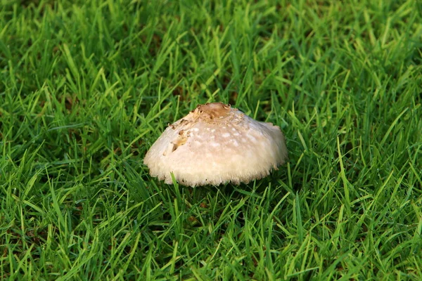 Oneetbare Giftige Paddenstoelen Een Bos Tussen Takken Bladeren Winter Tijdens — Stockfoto