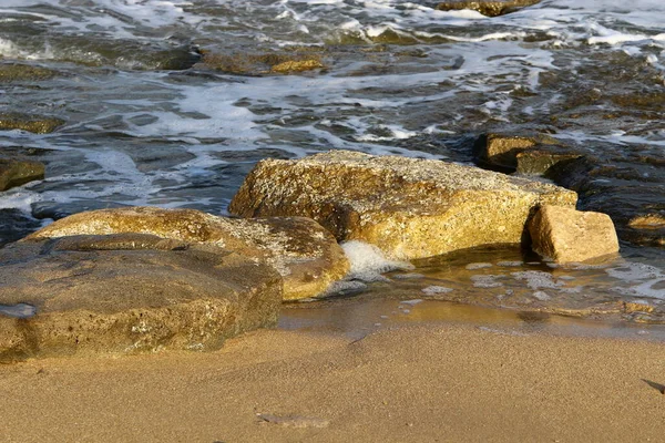 イスラエル北部の地中海沿岸の大きな石や貝殻 — ストック写真