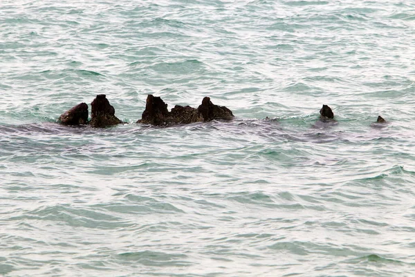 Large Stones Shells Shores Mediterranean Sea Northern Israel — Stock Photo, Image
