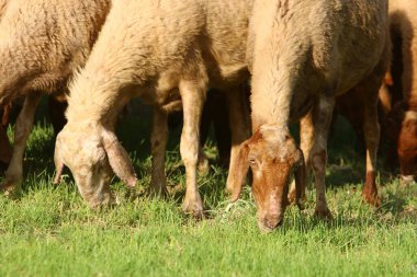 Keçi ve koçlar İsrail 'in kuzeyinde bir otlakta otluyor. 