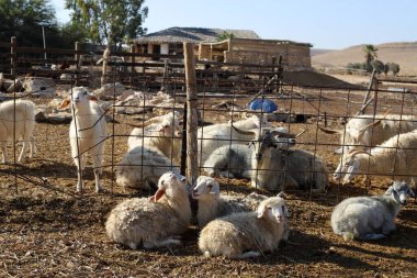 Keçi ve koçlar İsrail 'in kuzeyinde bir otlakta otluyor. 