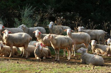 Keçi ve koçlar İsrail 'in kuzeyinde bir otlakta otluyor. 