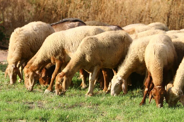 Kecskék Kosok Legelnek Egy Legelőn Egy Észak Izraeli Úton — Stock Fotó