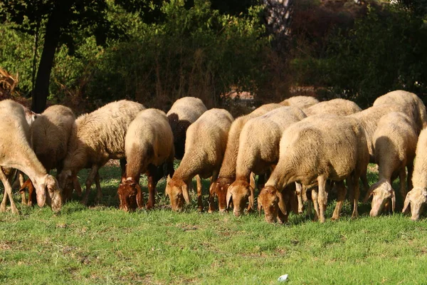 Cabras Carneiros Pastam Pasto Por Uma Estrada Norte Israel — Fotografia de Stock