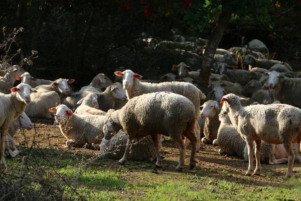 Cabras Carneiros Pastam Pasto Por Uma Estrada Norte Israel — Fotografia de Stock