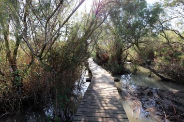 İsrail 'in kuzeyinde Akdeniz kıyısındaki bir şehir parkında yaya yolu. 