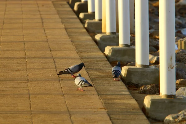 Fußgängerstraße Einem Stadtpark Der Mittelmeerküste Norden Israels — Stockfoto