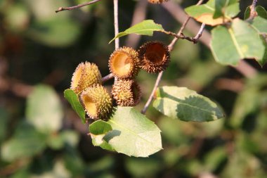 Kuzey İsrail 'de bir ormanın meşe dalında kahverengi meşe palamudu. Meşe ağacı meyveleri ve yaprakları yakın 