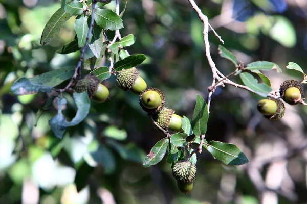 Hnědé Žaludy Dubové Větvi Lese Severním Izraeli Dub Ovoce Listy — Stock fotografie