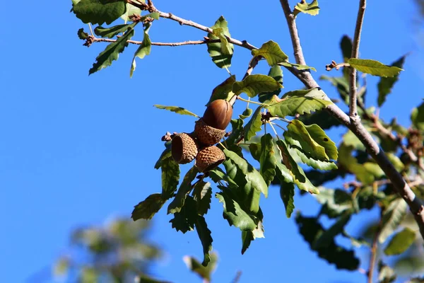Braune Eicheln Auf Einem Eichenzweig Einem Wald Norden Israels Eichenfrüchte — Stockfoto