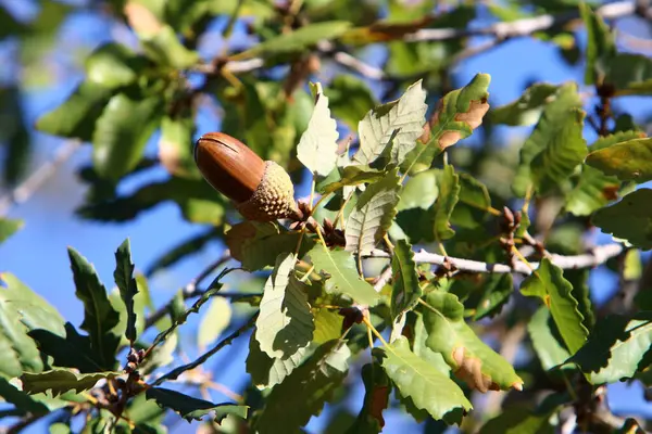 Brown Acorns Oak Branch Forest Northern Israel Oak Fruits Leaves — Stock Photo, Image