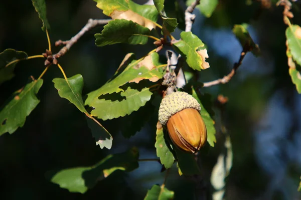 Brown Acorns Oak Branch Forest Northern Israel Oak Fruits Leaves — Stock Photo, Image