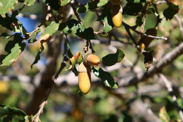 在以色列北部的一个森林里 棕色的橡木树枝上有橡果 橡果叶近近缘 — 图库照片